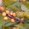 Ilex verticillata 'Winter Gold', fruit