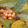 Ilex verticillata 'Winter Gold', fruit