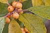 Ilex verticillata 'Winter Gold', fruit