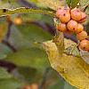 Ilex verticillata 'Winter Gold', fruit
