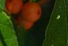 Ilex verticillata 'Winter Gold', fruit