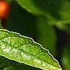 Ilex verticillata 'Winter Gold', fruit