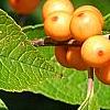 Ilex verticillata 'Winter Gold', fruit