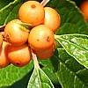 Ilex verticillata 'Winter Gold', fruit