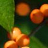Ilex verticillata 'Winter Gold', fruit
