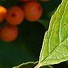 Ilex verticillata 'Winter Gold', fruit