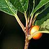 Ilex verticillata 'Winter Gold', fruit