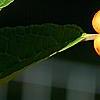 Ilex verticillata 'Winter Gold', fruit