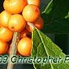 Ilex verticillata 'Winter Gold', fruit