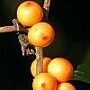 Ilex verticillata 'Winter Gold', fruit