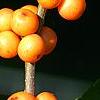 Ilex verticillata 'Winter Gold', fruit