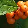 Ilex verticillata 'Winter Gold', fruit