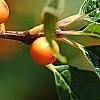 Ilex verticillata 'Winter Gold', fruit