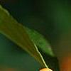 Ilex verticillata 'Winter Gold', fruit