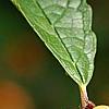 Ilex verticillata 'Winter Gold', fruit