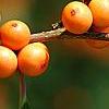 Ilex verticillata 'Winter Gold', fruit