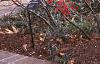 Ilex verticillata 'Winter Red', habit