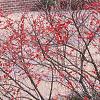 Ilex verticillata 'Winter Red', habit