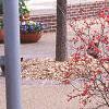 Ilex verticillata 'Winter Red', habit