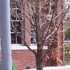 Ilex verticillata 'Winter Red', habit
