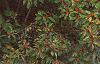 Ilex verticillata 'Winter Red', habit