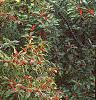 Ilex verticillata 'Winter Red', habit