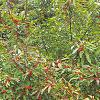 Ilex verticillata 'Winter Red', habit
