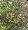 Ilex verticillata 'Winter Red', habit