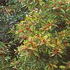 Ilex verticillata 'Winter Red', habit