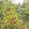 Ilex verticillata 'Winter Red', habit