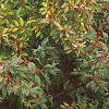 Ilex verticillata 'Winter Red', habit