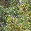 Ilex verticillata 'Winter Red', habit