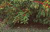Ilex verticillata 'Winter Red', habit