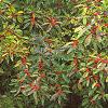 Ilex verticillata 'Winter Red', habit