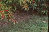 Ilex verticillata 'Winter Red', habit