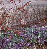 Ilex verticillata 'Winter Red', habit