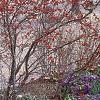 Ilex verticillata 'Winter Red', habit