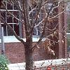 Ilex verticillata 'Winter Red', habit