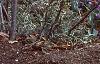 Ilex verticillata 'Winter Red', habit