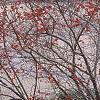 Ilex verticillata 'Winter Red', habit