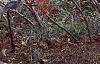 Ilex verticillata 'Winter Red', habit