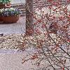 Ilex verticillata 'Winter Red', habit