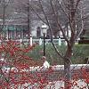 Ilex verticillata 'Winter Red', habit