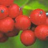 Ilex verticillata 'Winter Red', fruit