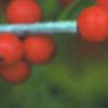 Ilex verticillata 'Winter Red', fruit