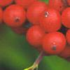 Ilex verticillata 'Winter Red', fruit