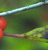 Ilex verticillata 'Winter Red', fruit
