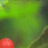 Ilex verticillata 'Winter Red', fruit