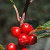 Ilex verticillata 'Winter Red', fruit