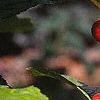 Ilex verticillata 'Winter Red', fruit